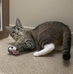 Sierra Madre, a Adoptable Domestic Short Hair in Sterling, VA image 4/6