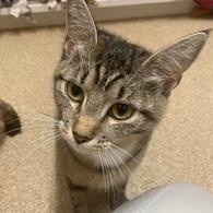 Sierra Madre, Adoptable, Adult Female Domestic Short Hair.