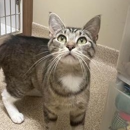 Sierra Madre, a Adoptable Domestic Short Hair in Sterling, VA image 2/6