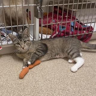 Sierra Madre, a Adoptable Domestic Short Hair in Sterling, VA image 5/6