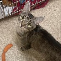 Sierra Madre, a Adoptable Domestic Short Hair in Sterling, VA image 3/6