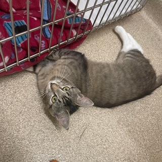 Sierra Madre, a Adoptable Domestic Short Hair in Sterling, VA image 6/6