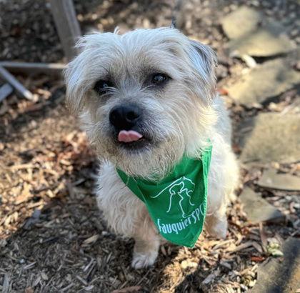 Napoleon, Adoptable, Young Male Terrier.