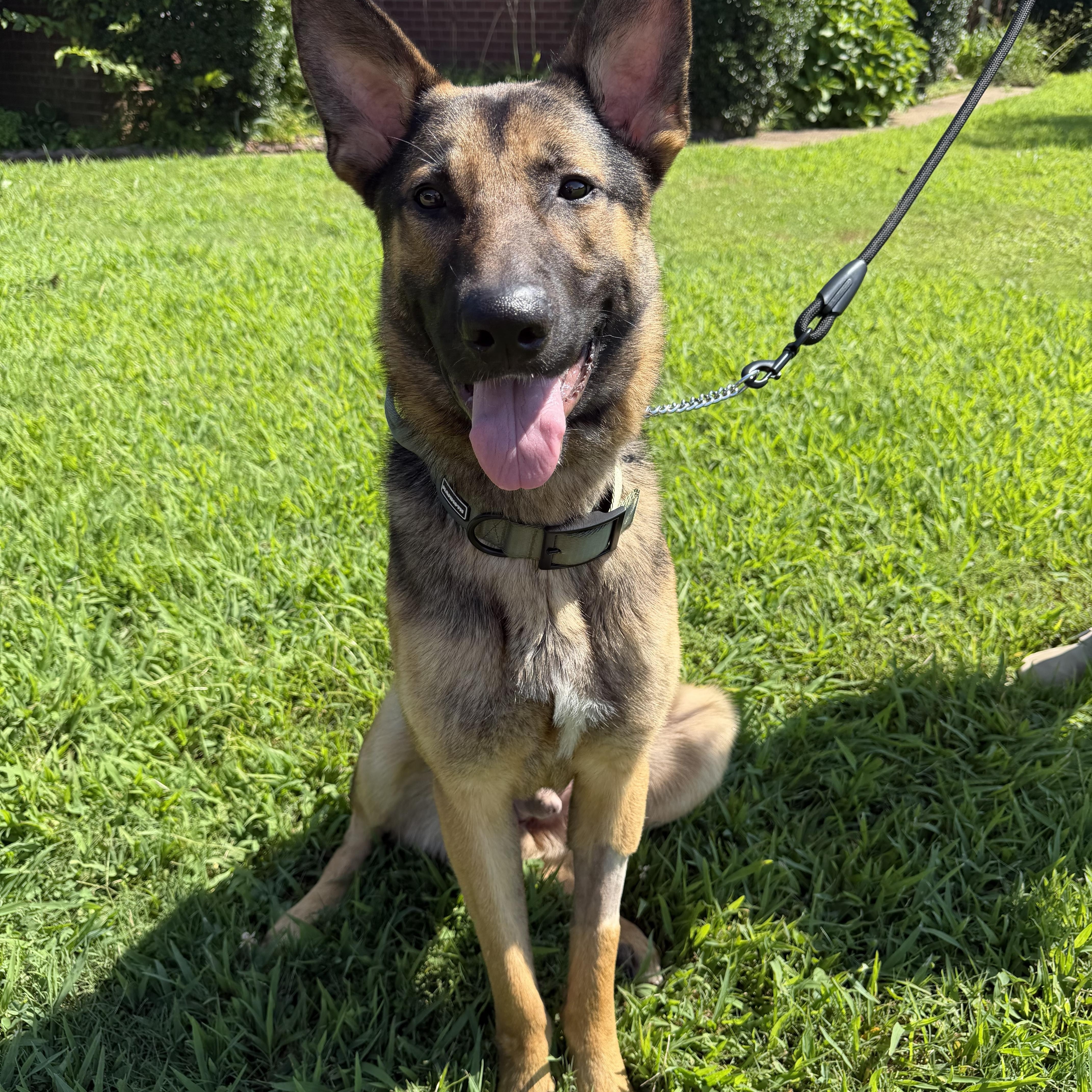 Odin, ADOPTABLE, Young Male German Shepherd Dog.