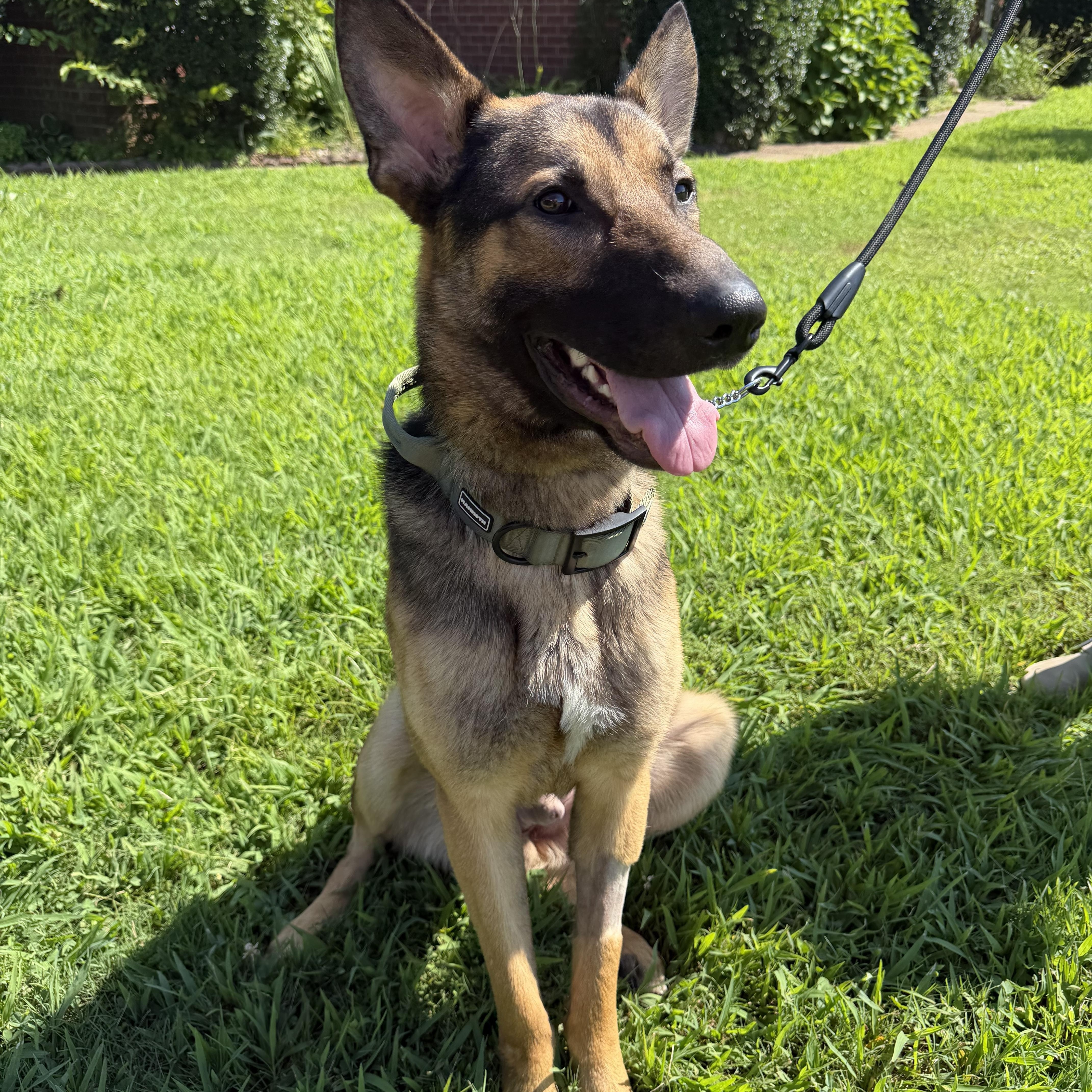 Enlarge Odin, a ADOPTABLE German Shepherd Dog in Atoka, TN image 3/5