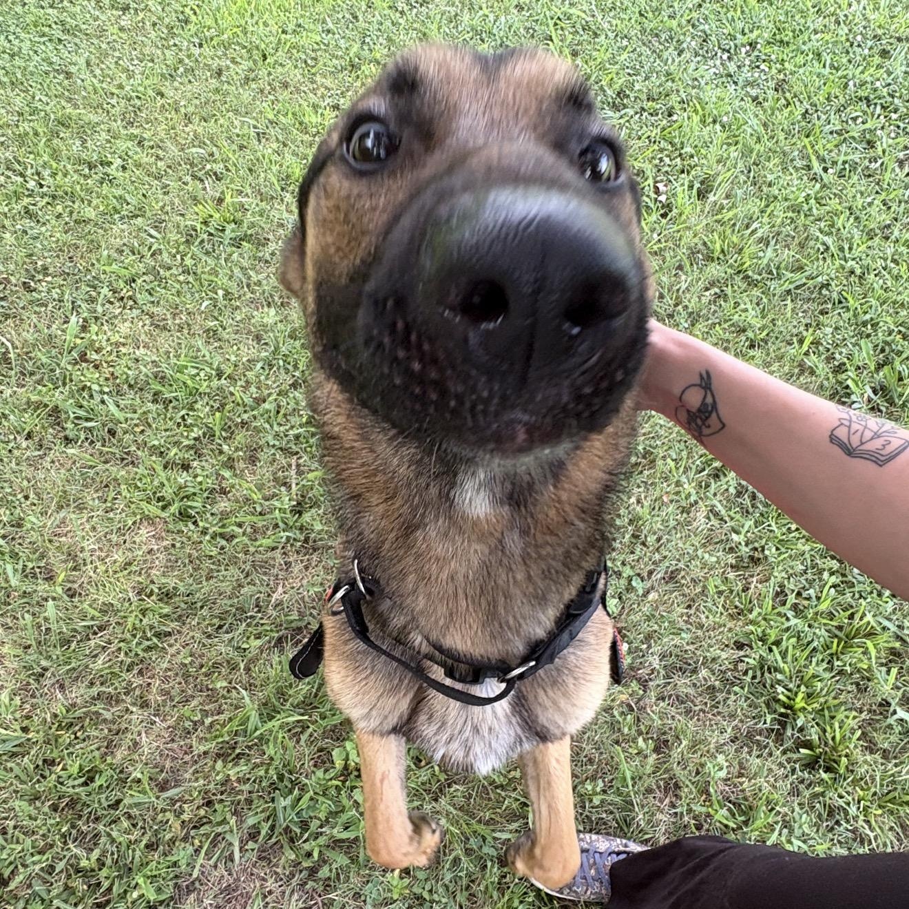 Enlarge Odin, a ADOPTABLE German Shepherd Dog in Atoka, TN image 4/5