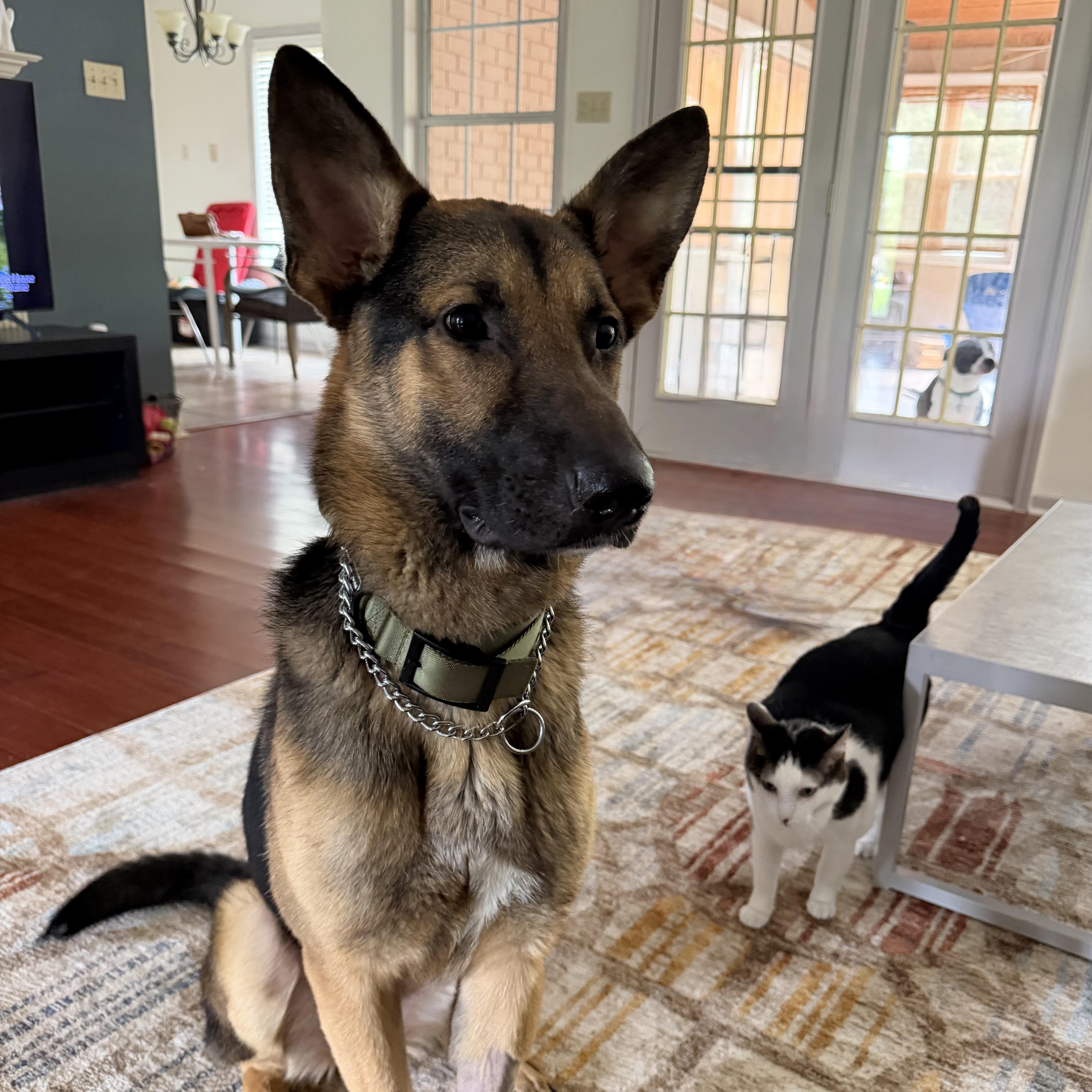 Enlarge Odin, a ADOPTABLE German Shepherd Dog in Atoka, TN image 5/5