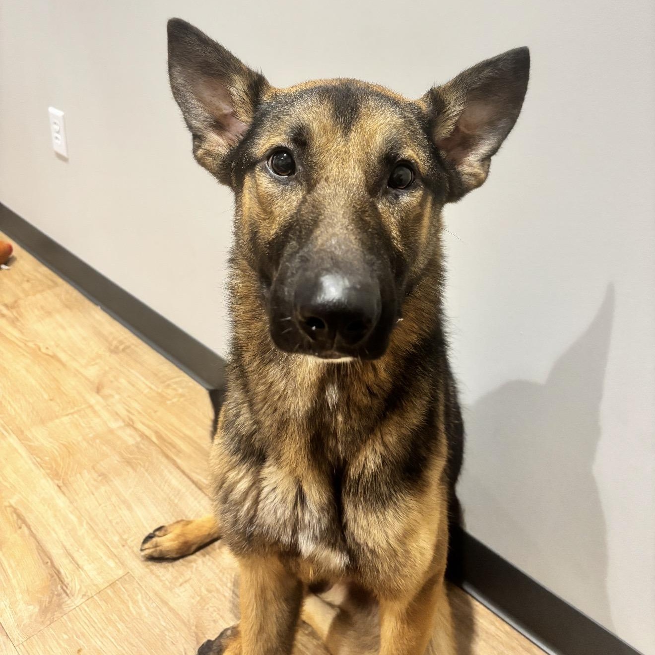 Enlarge Odin, a ADOPTABLE German Shepherd Dog in Atoka, TN image 2/5