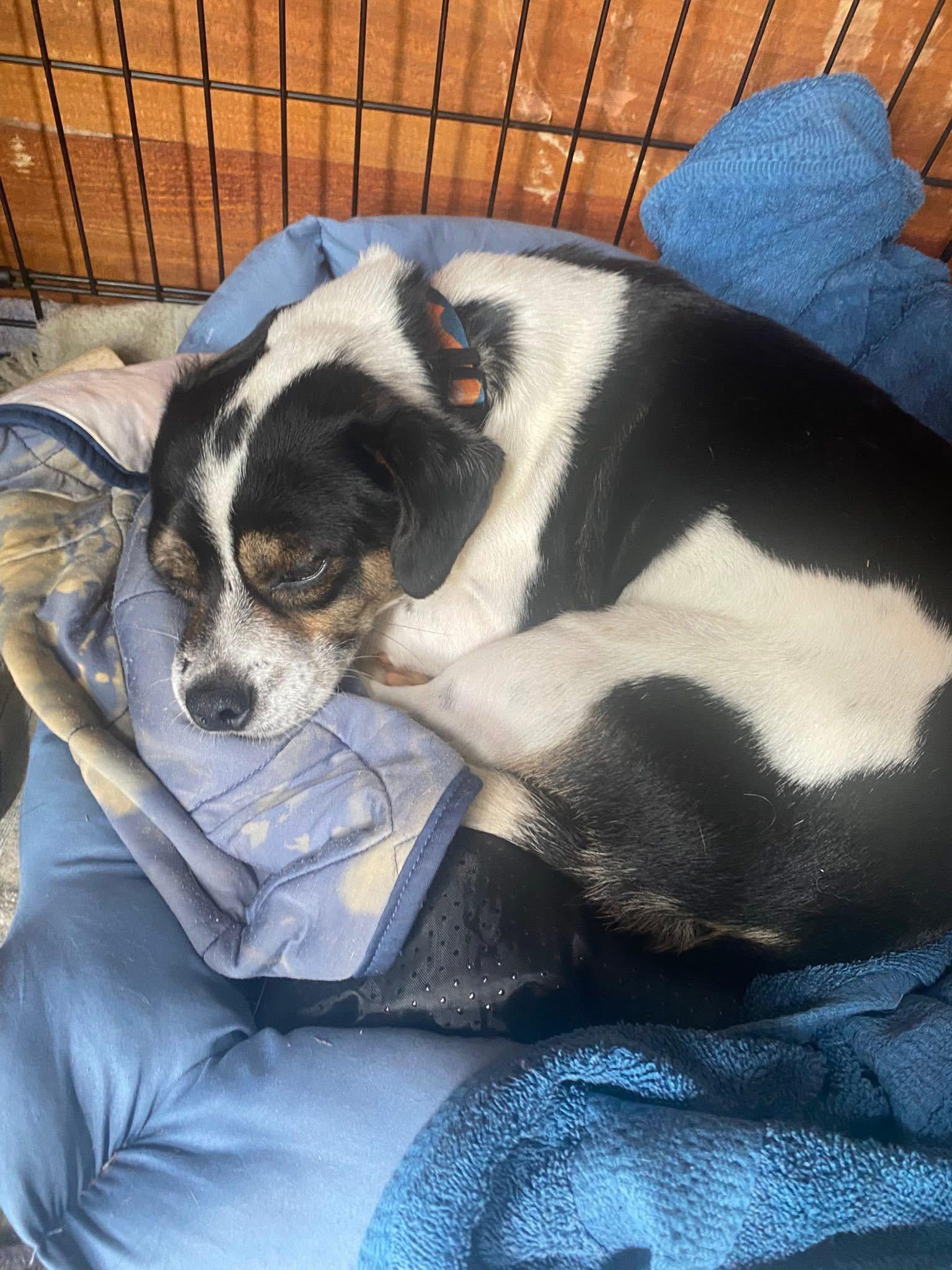 Enlarge Charlie, a ADOPTABLE mixed breed in San Antonio, TX image 4/5