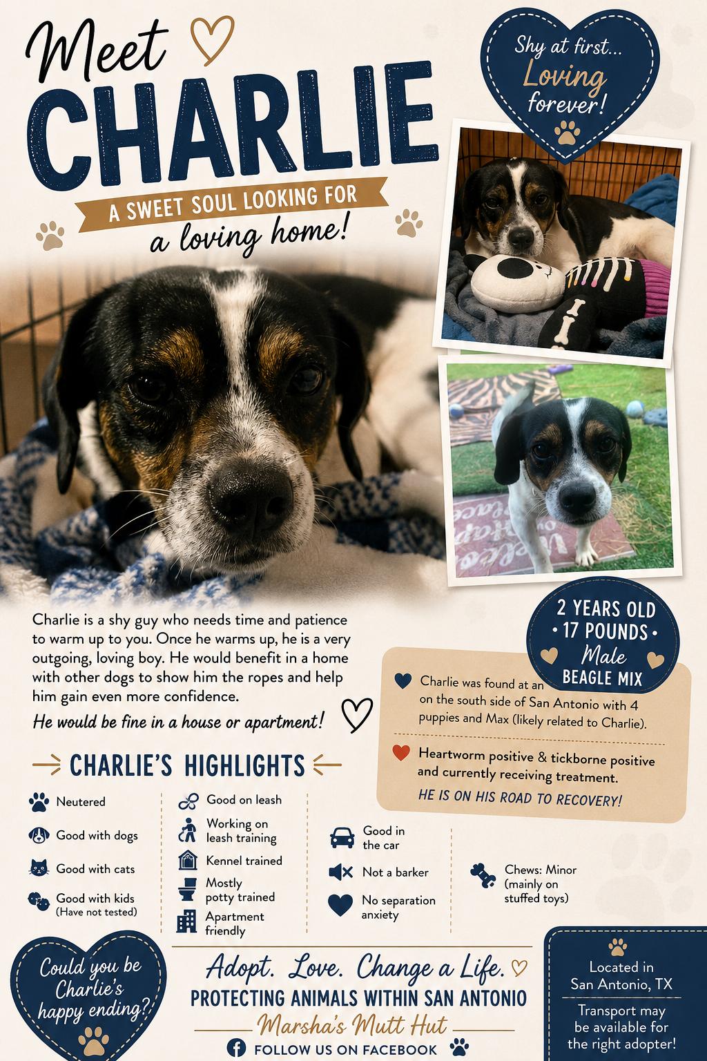Enlarge Charlie, a ADOPTABLE mixed breed in San Antonio, TX image 5/5
