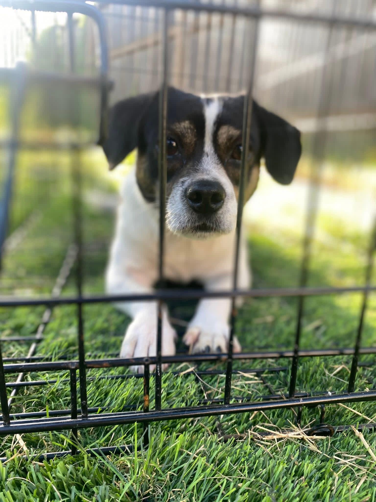 Charlie, ADOPTABLE, Young Male Beagle.