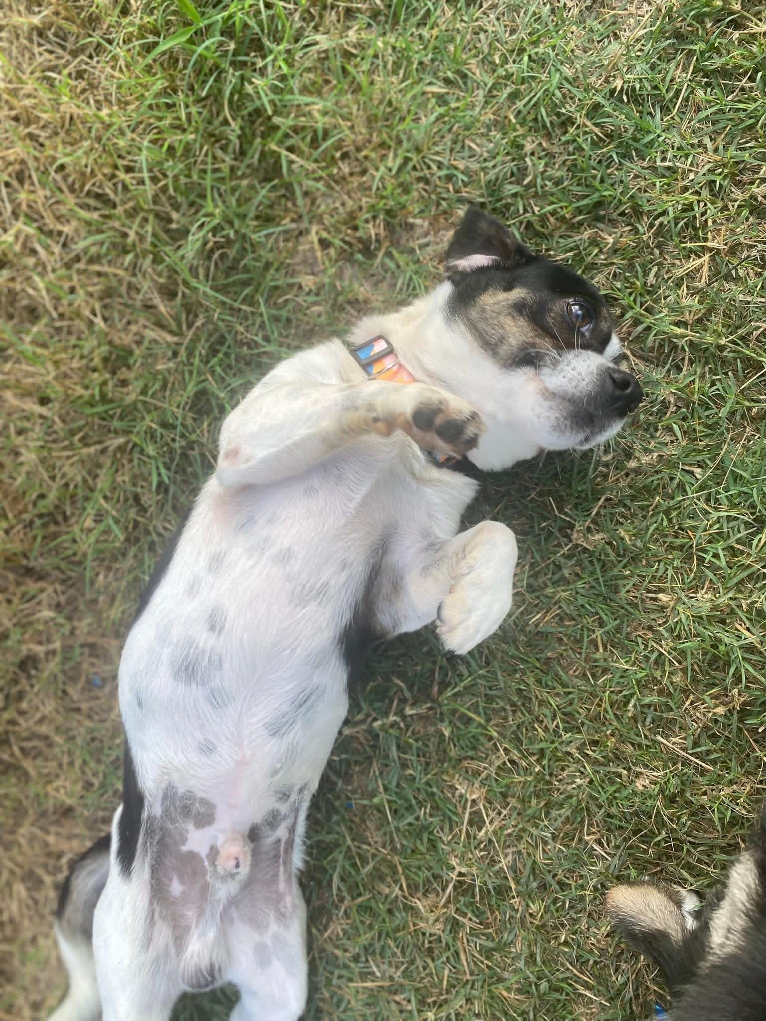 Enlarge Charlie, a ADOPTABLE mixed breed in San Antonio, TX image 2/5
