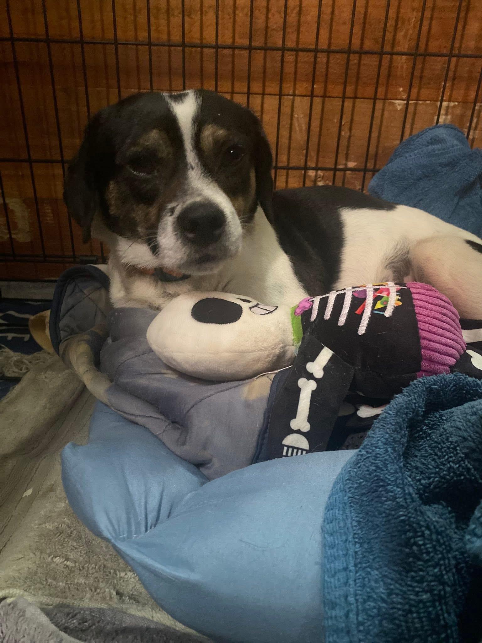 Enlarge Charlie, a ADOPTABLE mixed breed in San Antonio, TX image 3/5