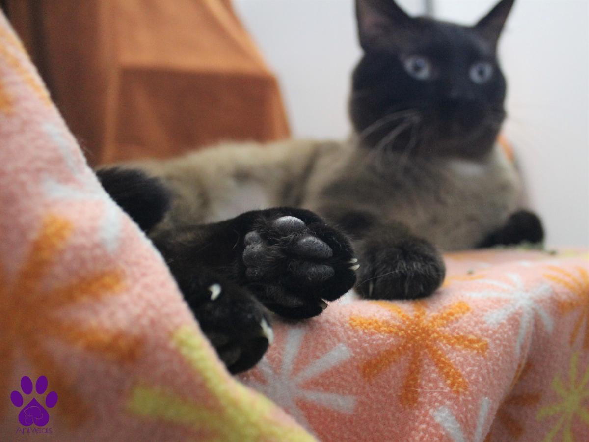 Smokey photo 3