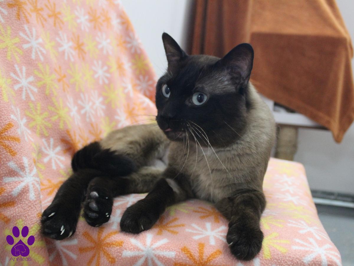 Smokey, Adult Male unknown
