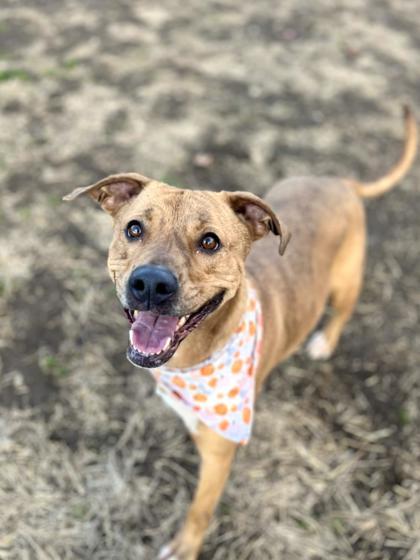 Enlarge Mackenzie, a Adoptable mixed breed in Bartlesville, OK image 1/2