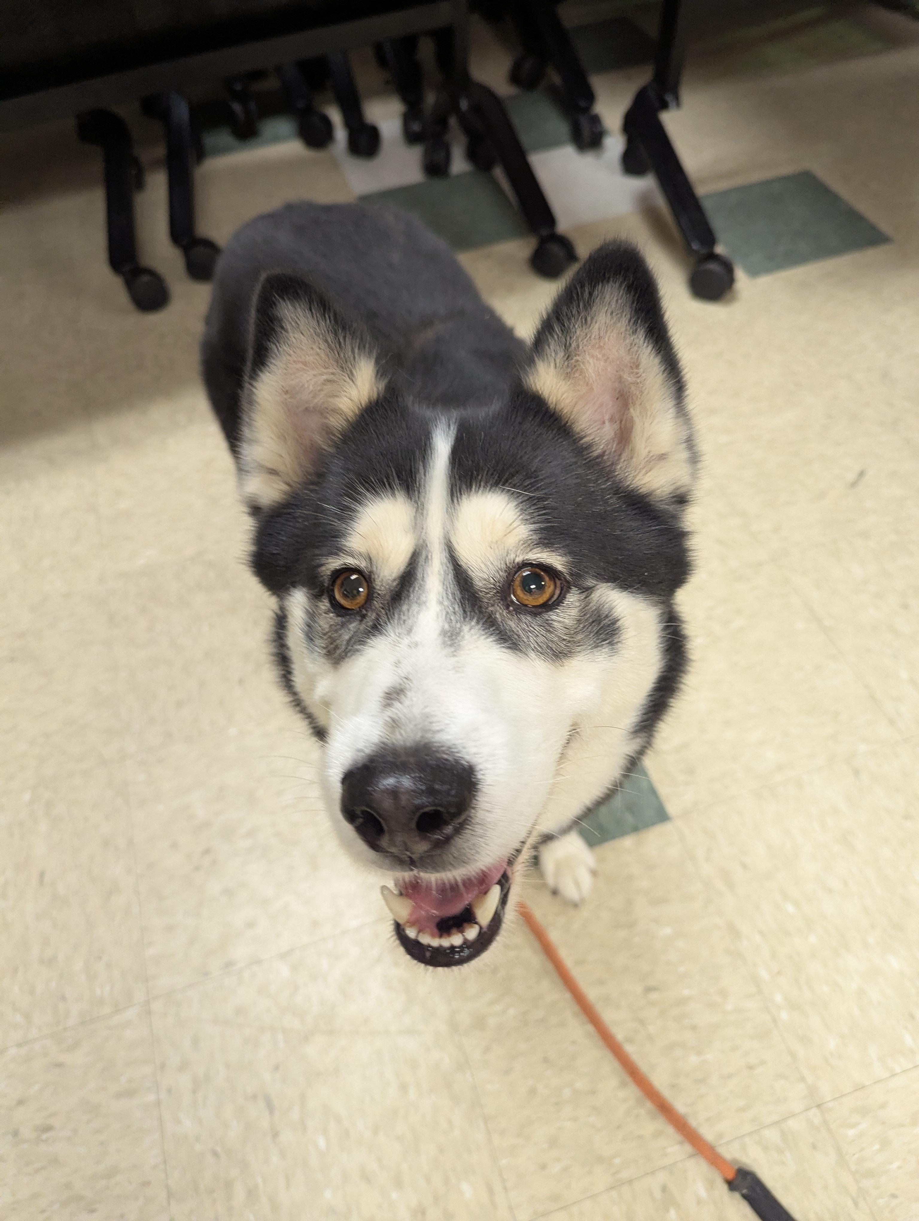 Sanza, a Adoptable mixed breed in Stratford, CT image 2/6