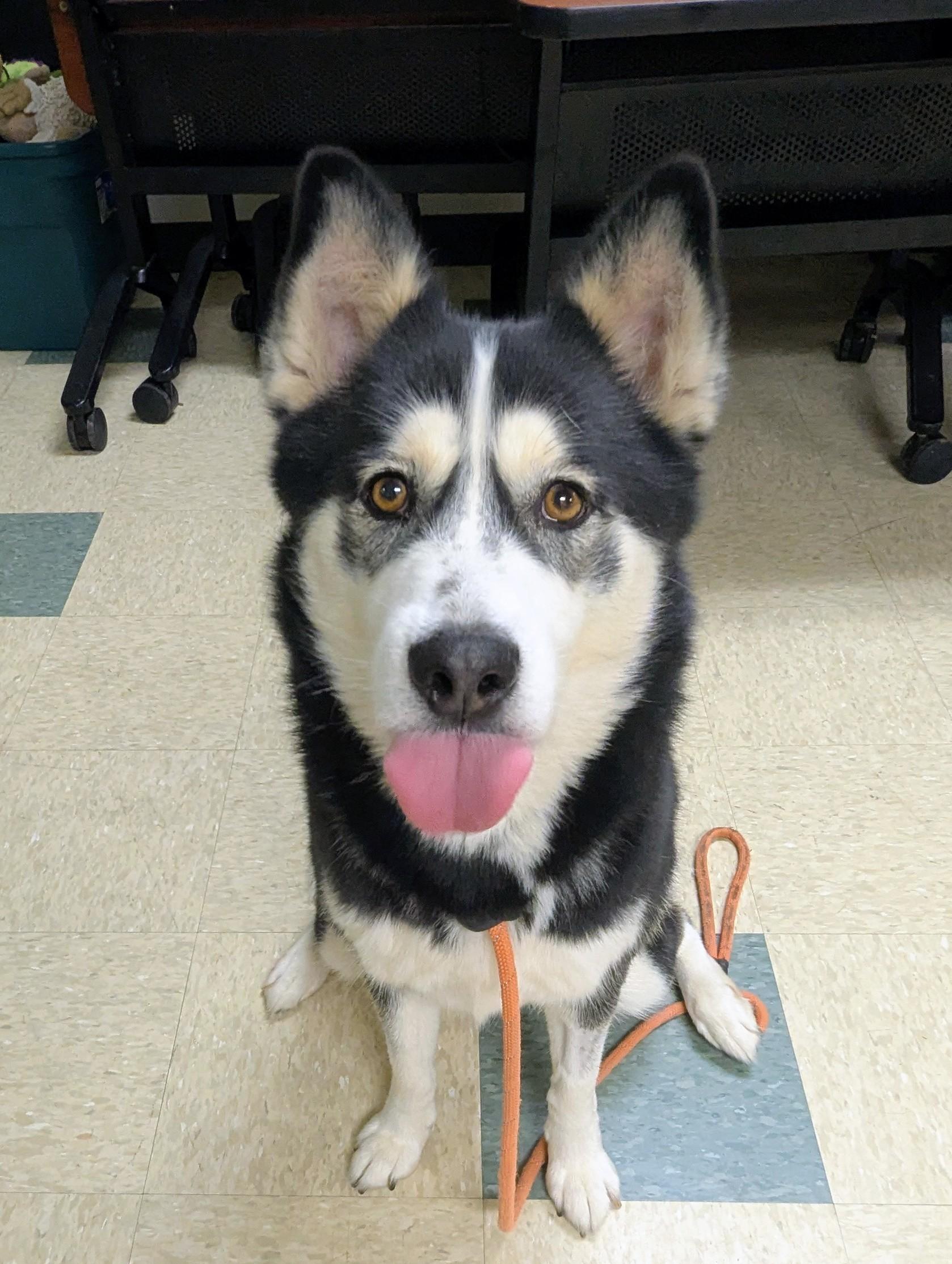 Sanza, a Adoptable mixed breed in Stratford, CT image 3/6