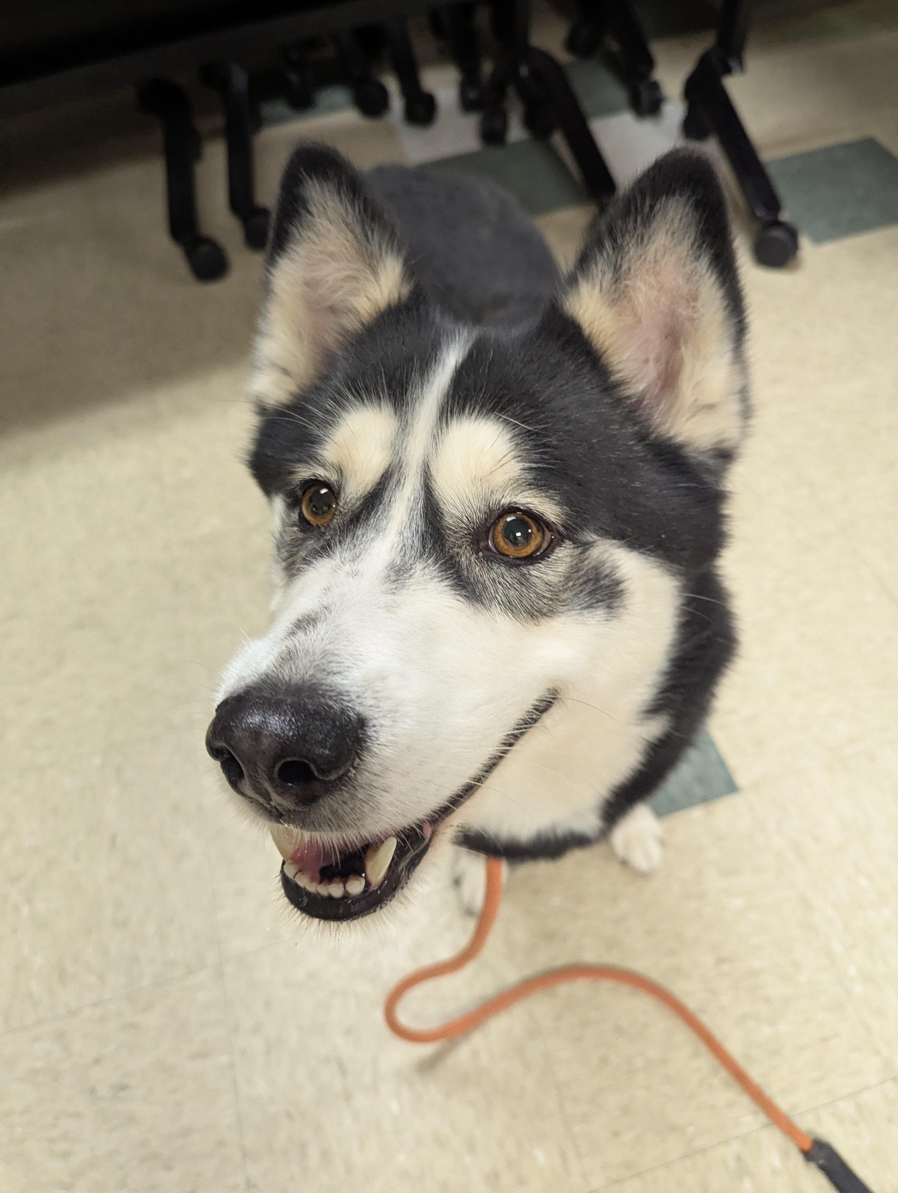Sanza, a Adoptable mixed breed in Stratford, CT image 4/6
