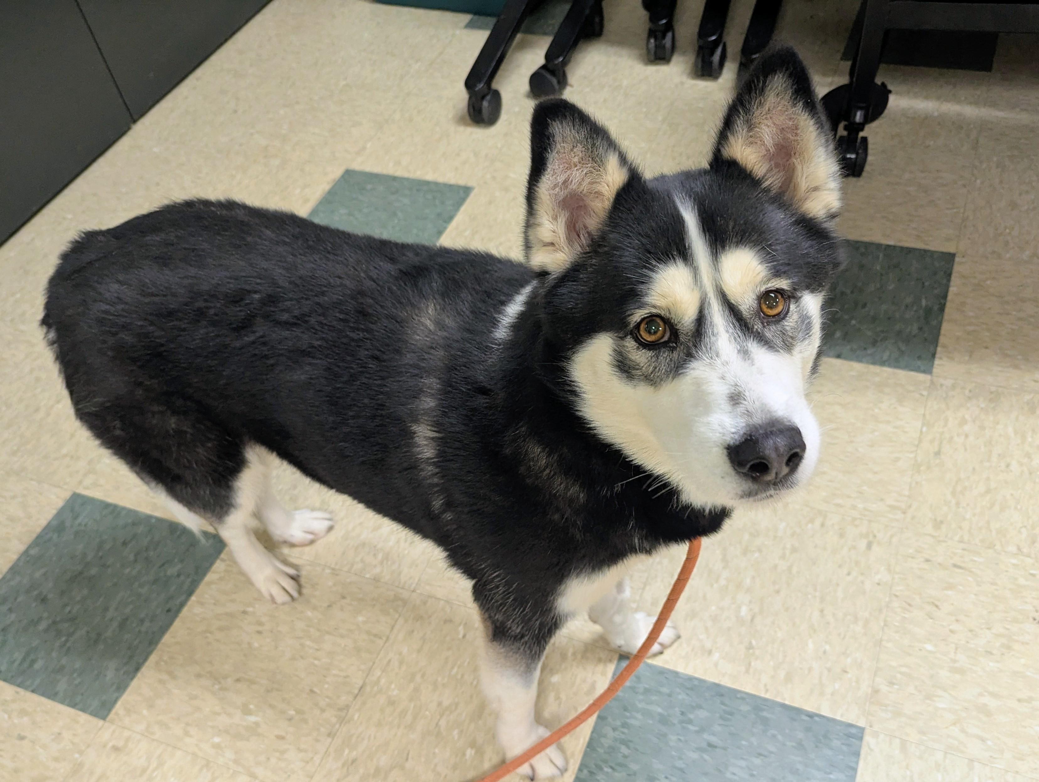 Sanza, a Adoptable mixed breed in Stratford, CT image 5/6