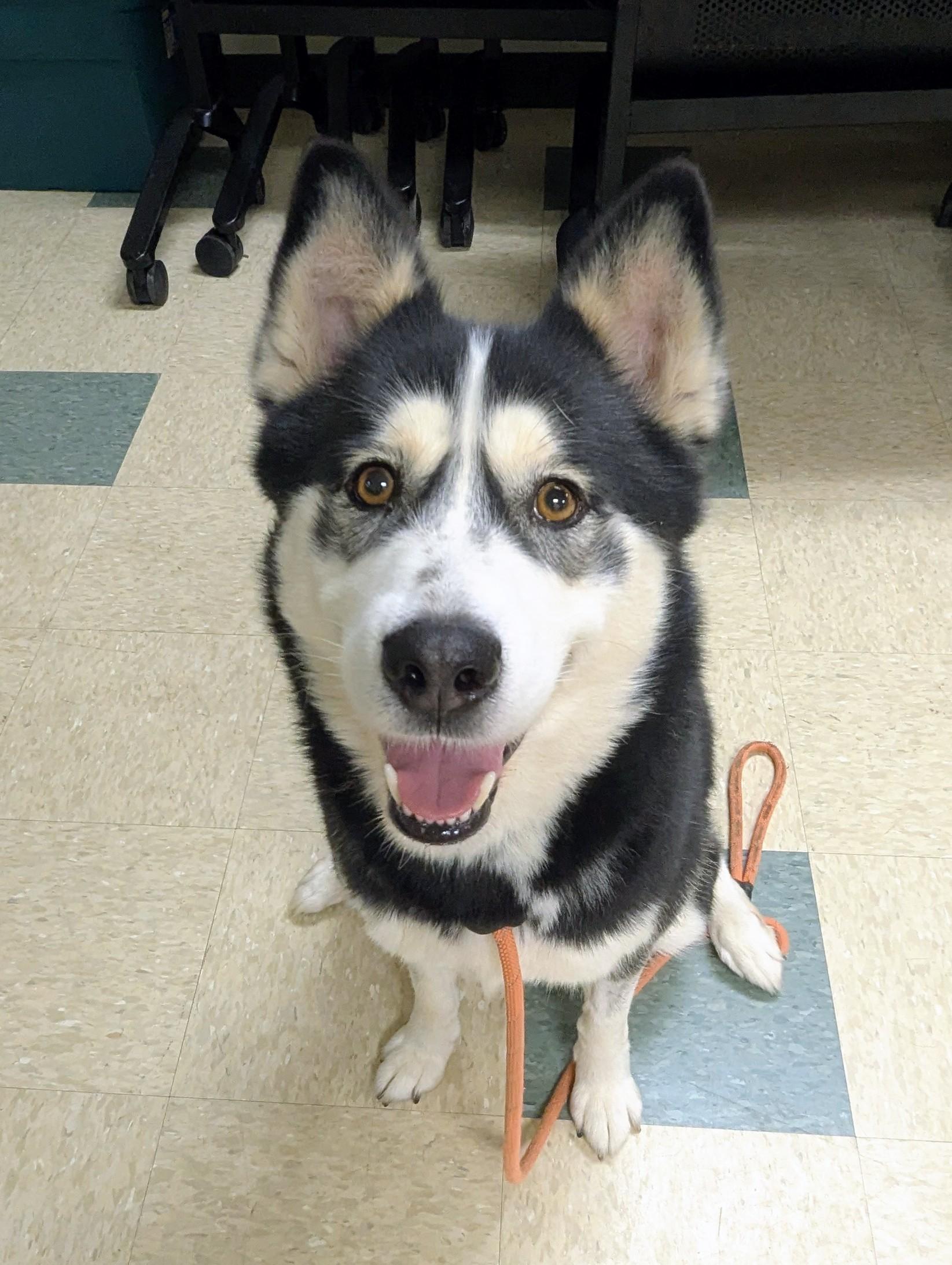 Sanza, Adoptable, Adult Female Husky.