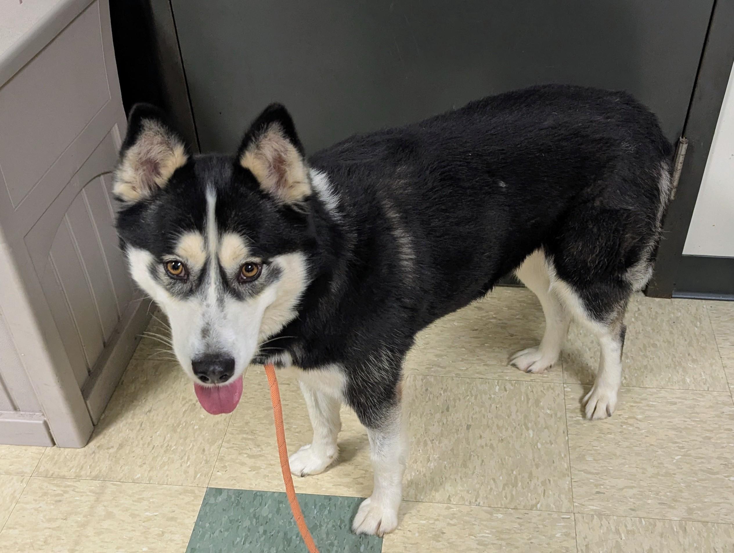 Sanza, a Adoptable mixed breed in Stratford, CT image 6/6