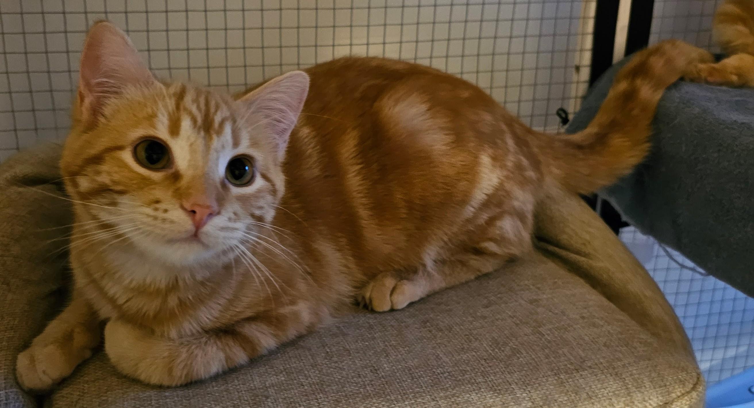 Enlarge Anya26, a ADOPTABLE Domestic Short Hair in Milwaukee, WI image 5/5