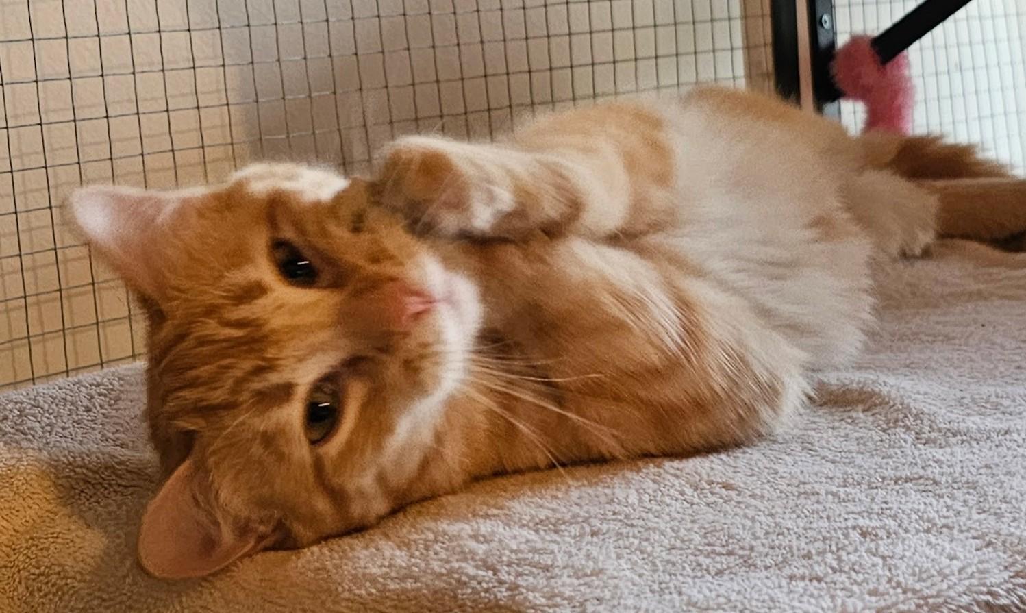 Enlarge Anya26, a ADOPTABLE Domestic Short Hair in Milwaukee, WI image 1/5