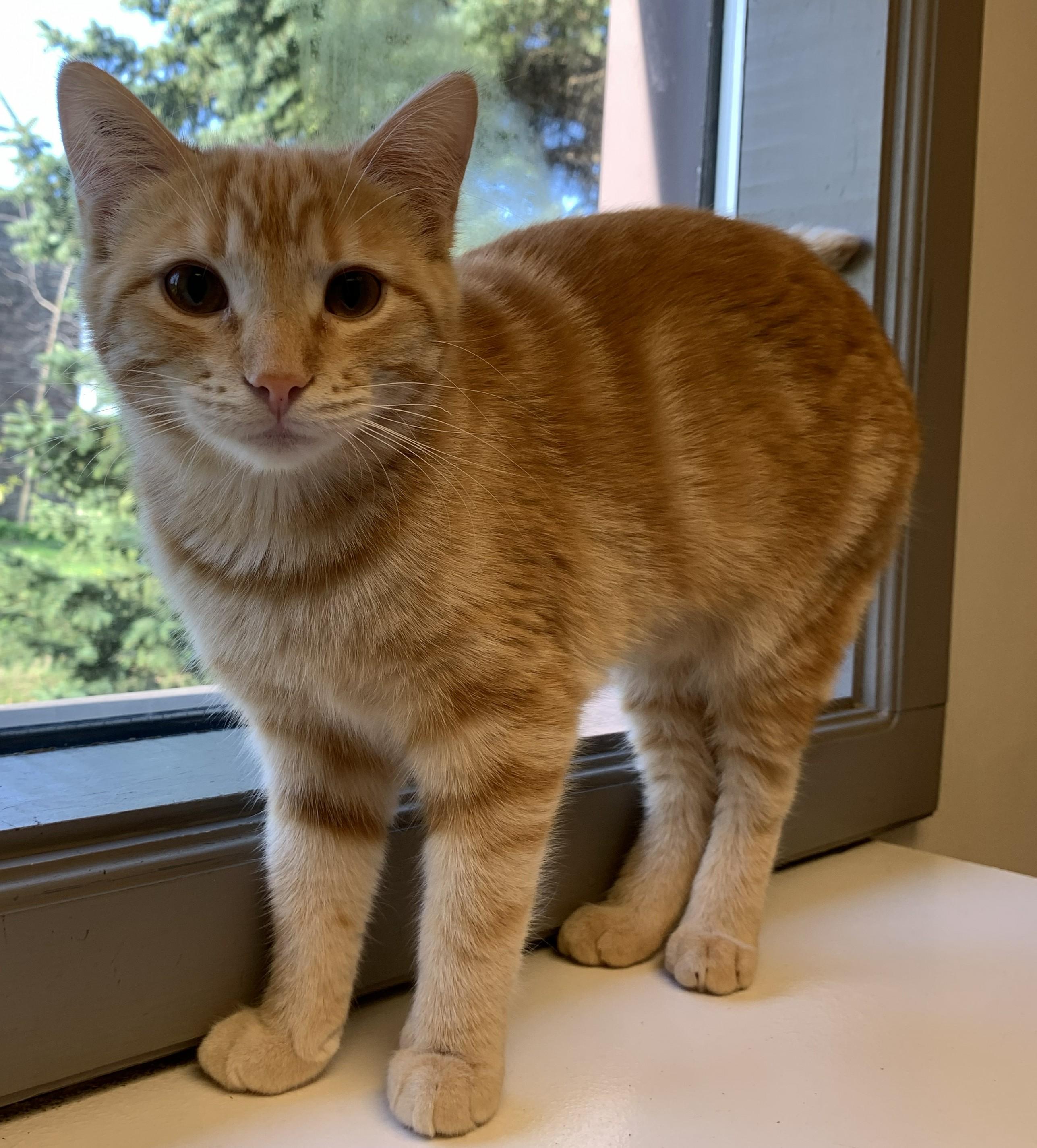 Enlarge Anya26, a ADOPTABLE Domestic Short Hair in Milwaukee, WI image 2/5