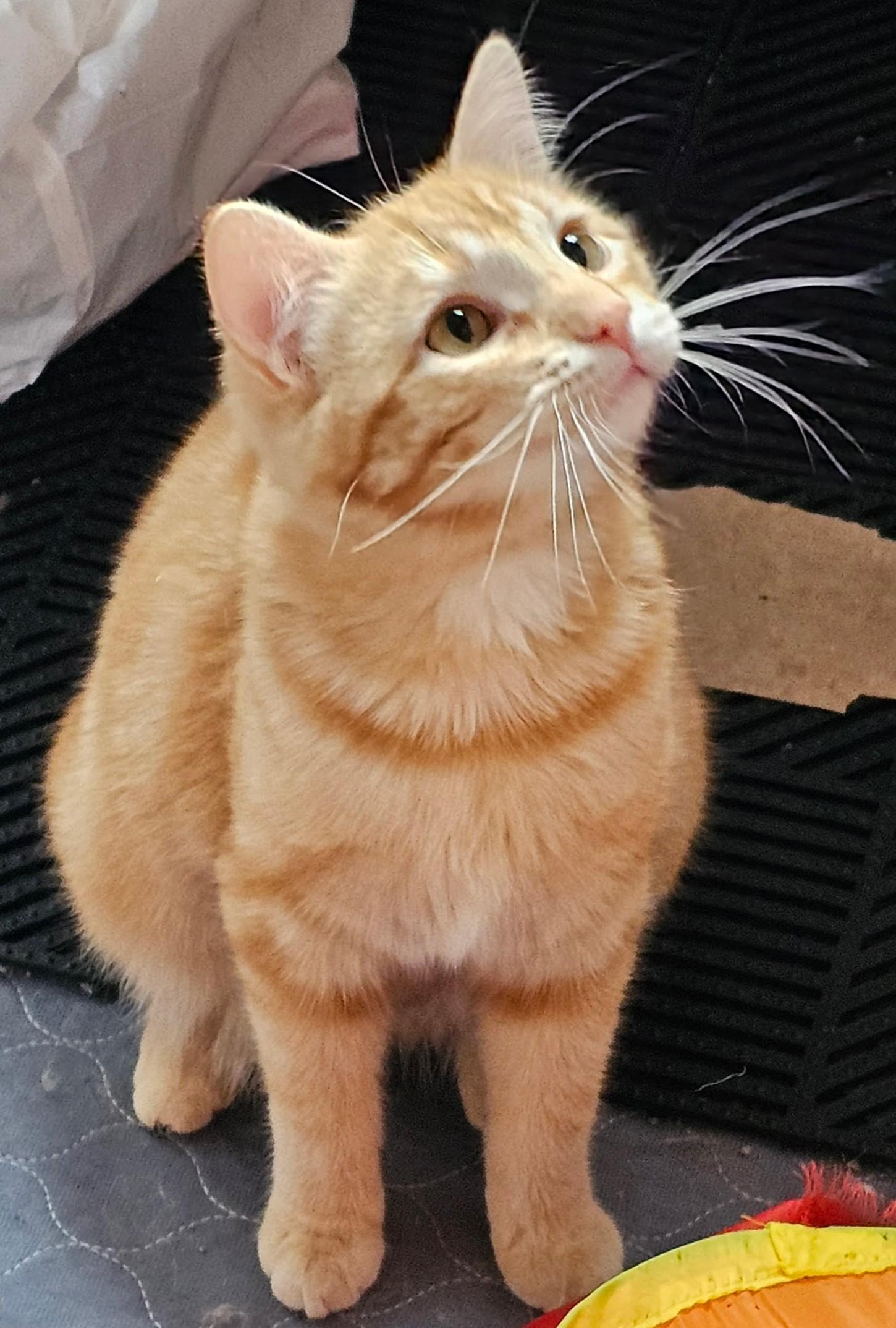 Enlarge Anya26, a ADOPTABLE Domestic Short Hair in Milwaukee, WI image 4/5