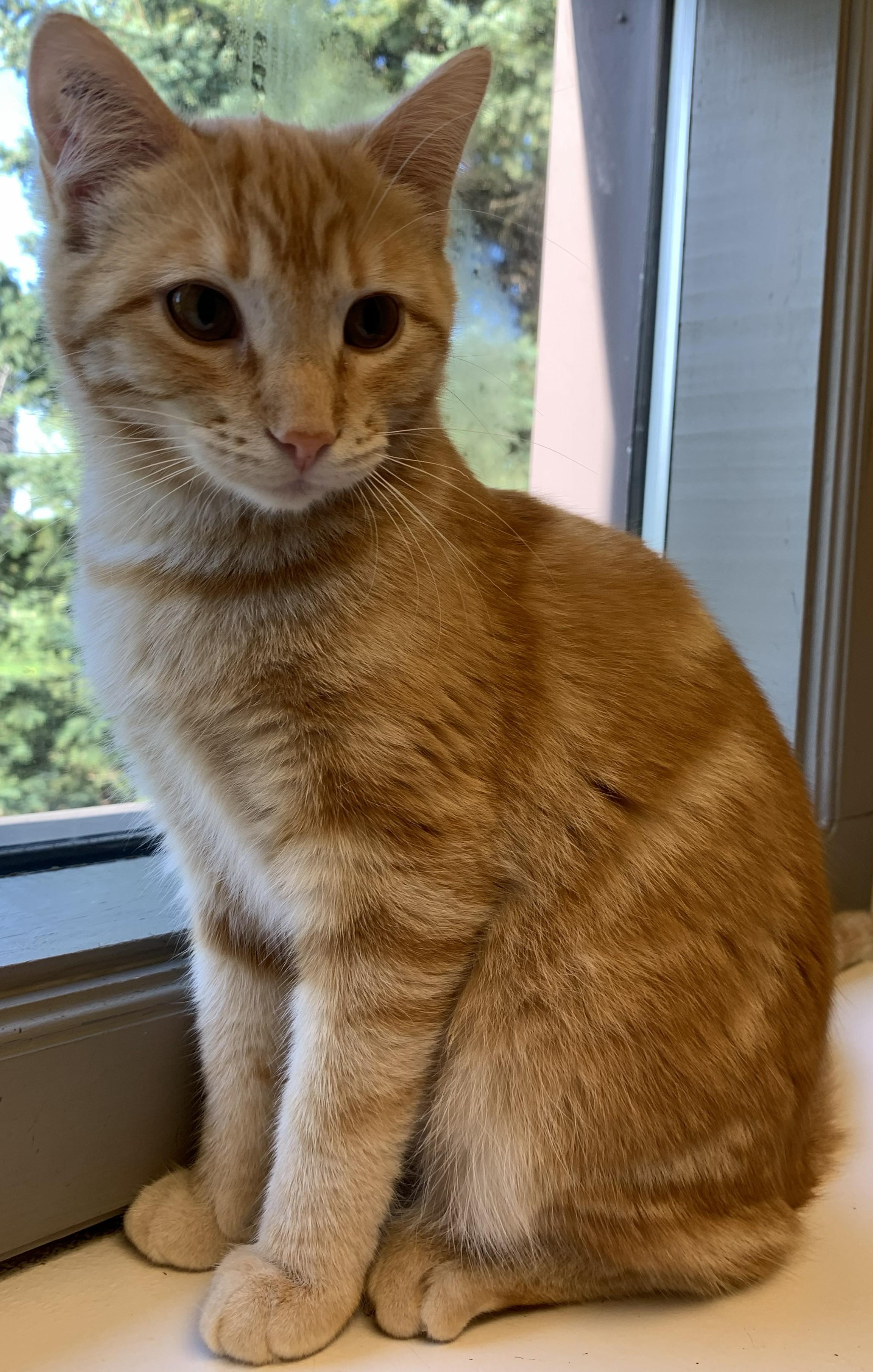 Enlarge Anya26, a ADOPTABLE Domestic Short Hair in Milwaukee, WI image 3/5