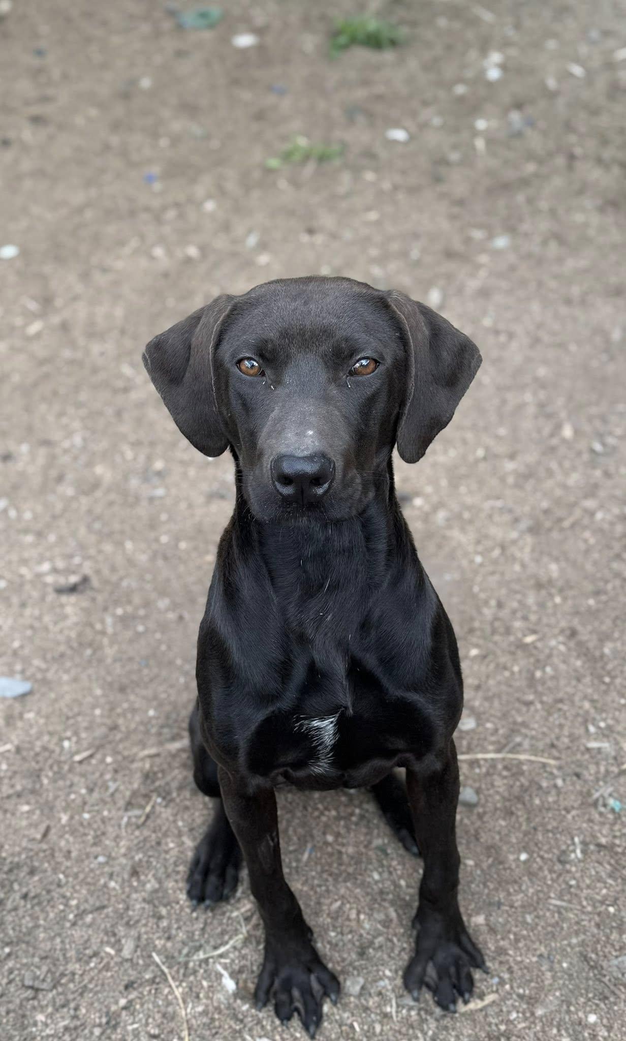 Pete, Adopted, Young Male Mixed Breed.
