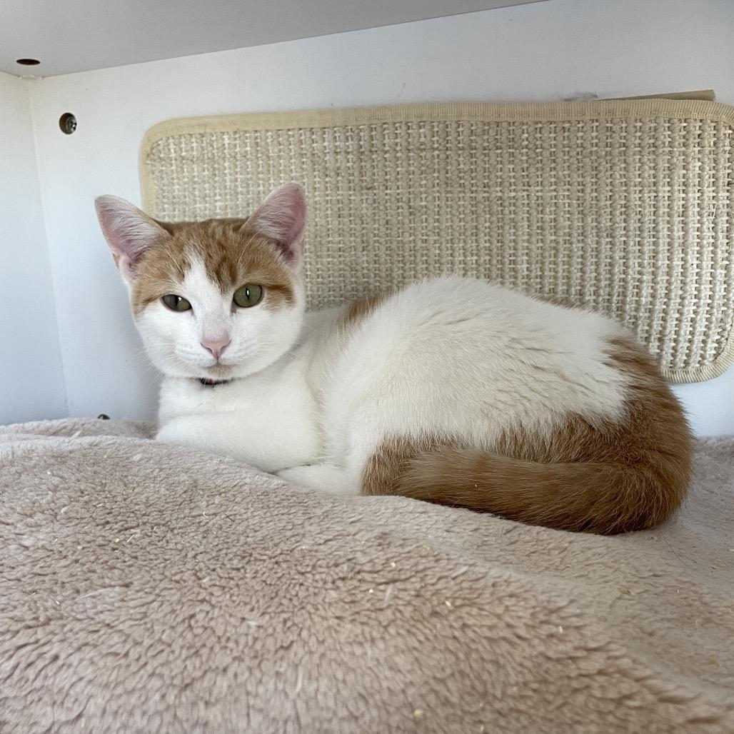 Scaramel, Adoptable, Young Male Domestic Short Hair.