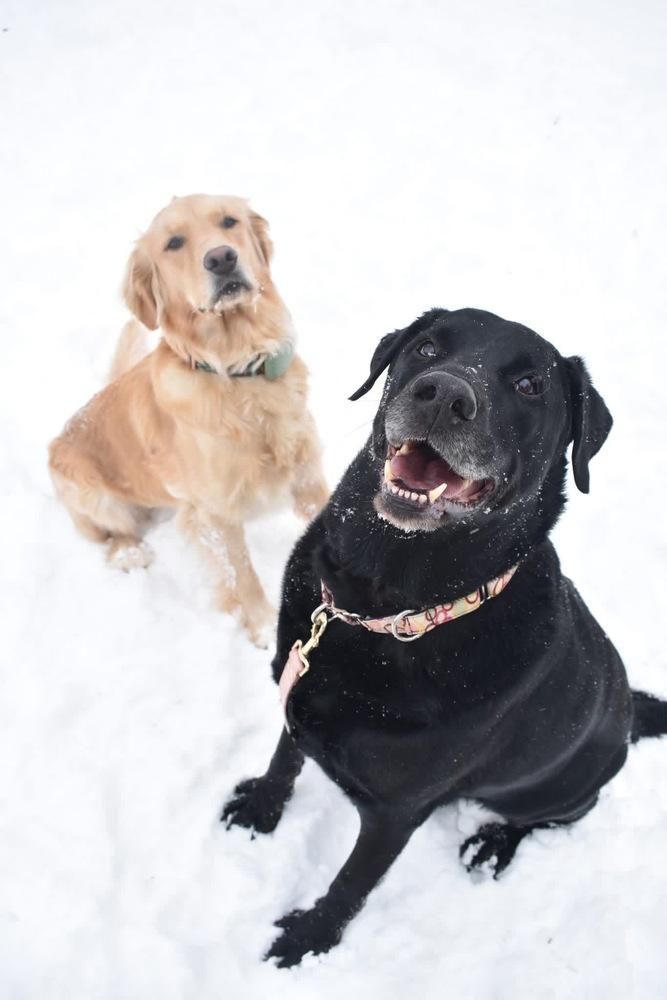 Enlarge Midnight, a Adoptable Labrador Retriever in Grove City, OH image 1/4