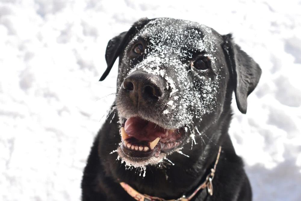 Enlarge Midnight, a Adoptable Labrador Retriever in Grove City, OH image 3/4