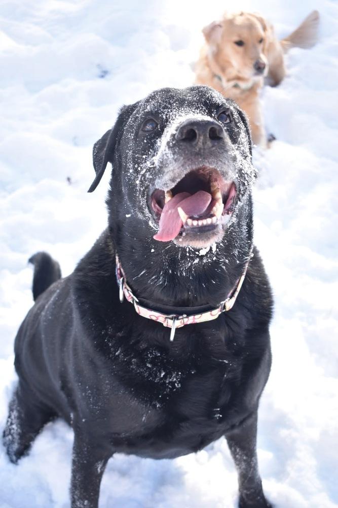 Enlarge Midnight, a Adoptable Labrador Retriever in Grove City, OH image 4/4