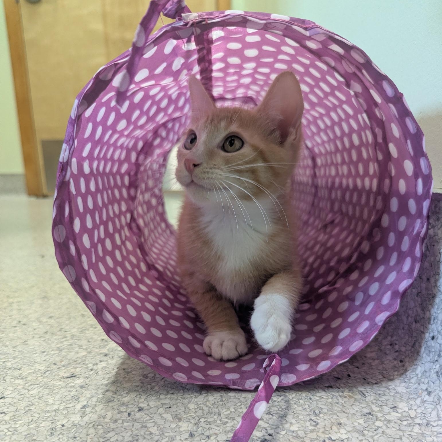 Vandal, an adopted Domestic Short Hair in Kent, WA image 4/4