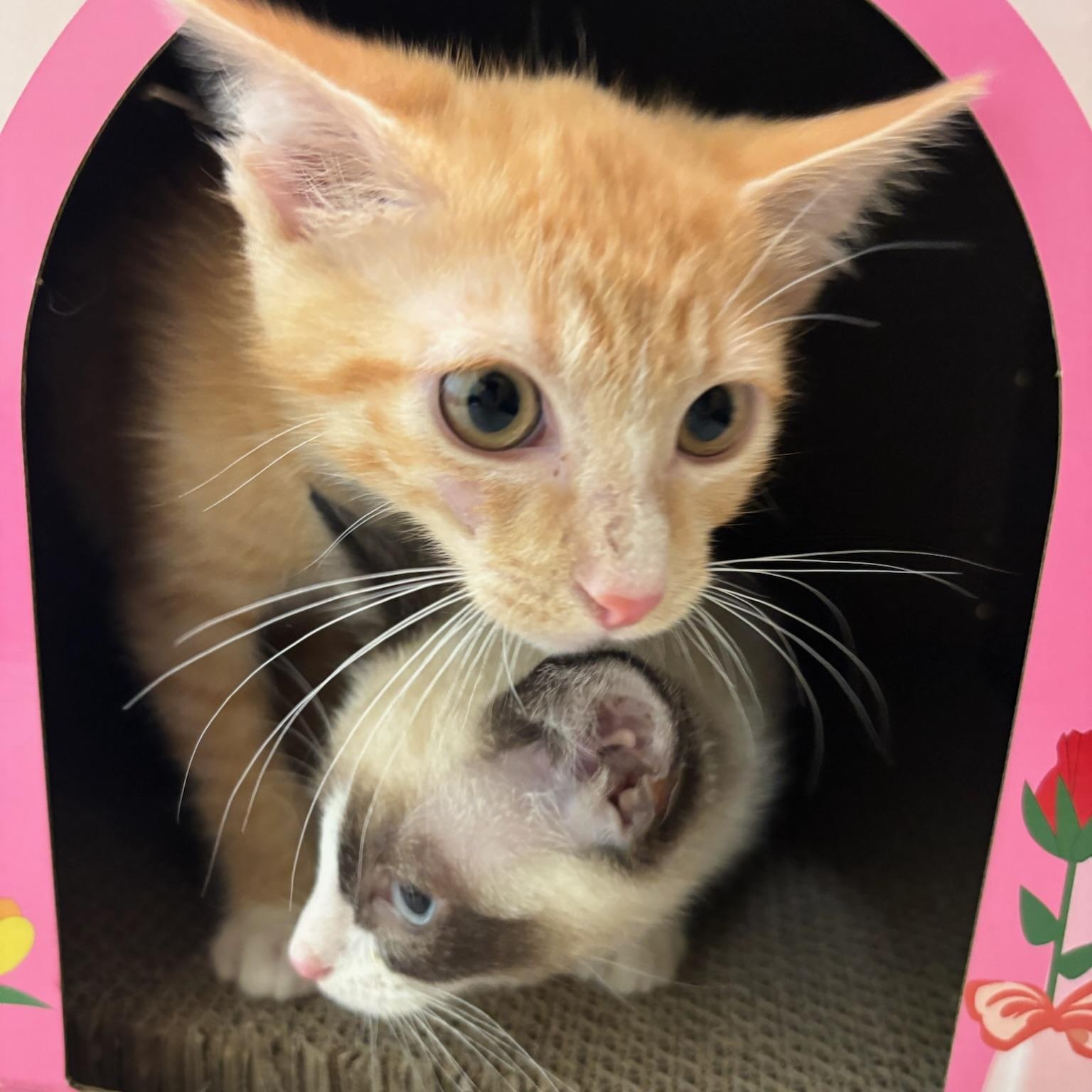 Vandal, adopted, Kitten Male Domestic Short Hair.