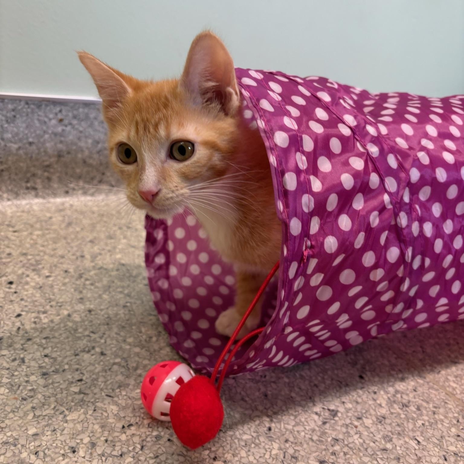 Vandal, an adopted Domestic Short Hair in Kent, WA image 2/4