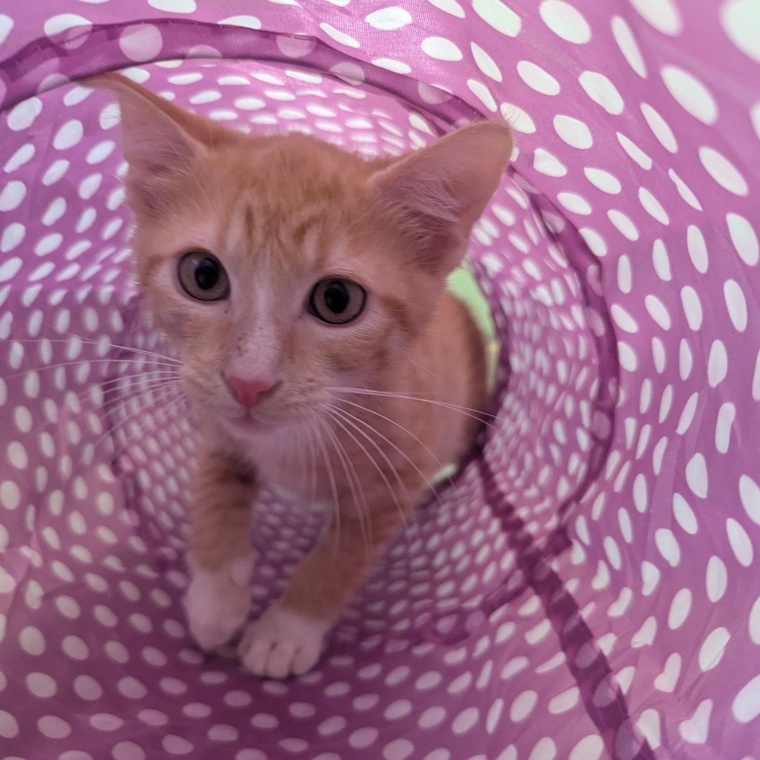 Vandal, an adopted Domestic Short Hair in Kent, WA image 3/4