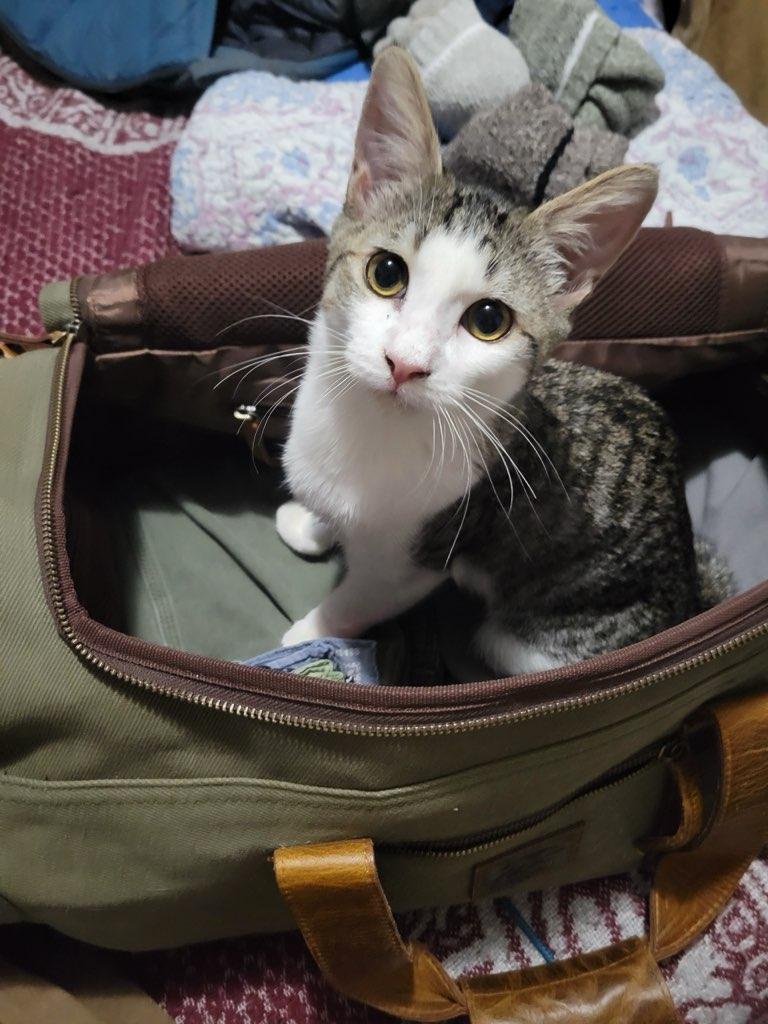 Enlarge Sybil , a ADOPTABLE mixed breed in Youngtown, AZ image 4/4