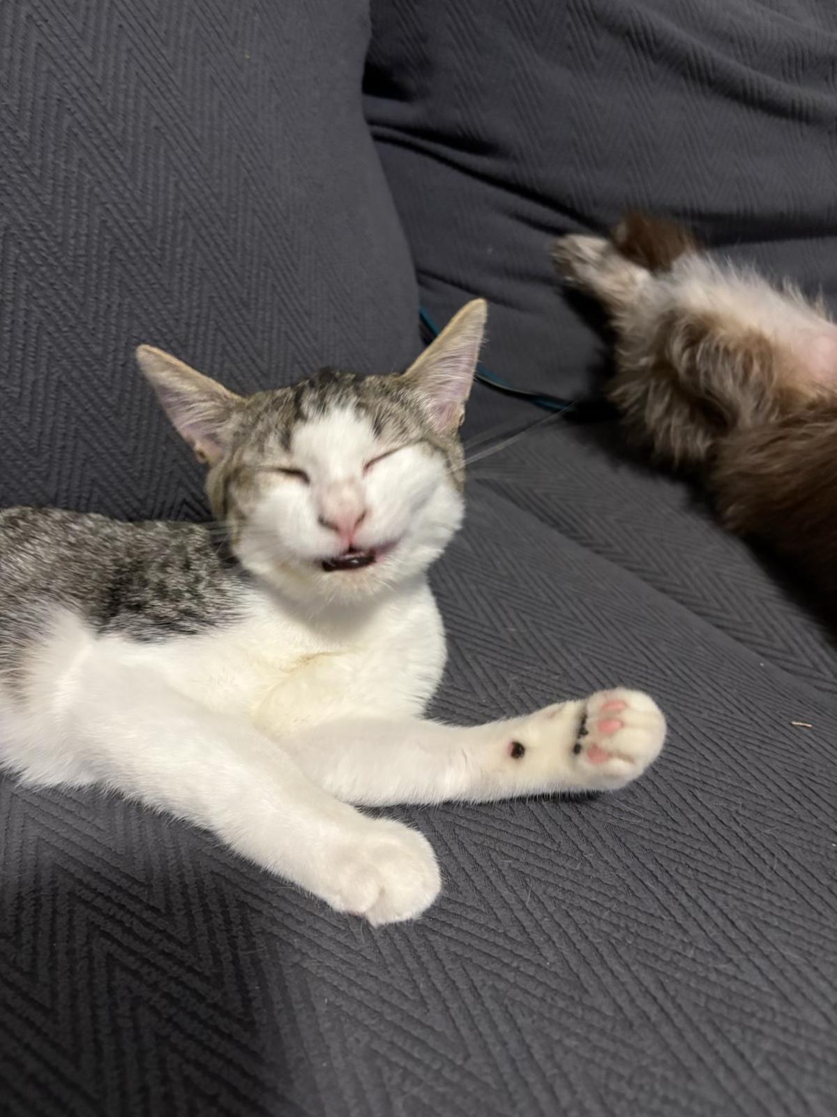 Sybil , a ADOPTABLE mixed breed in Youngtown, AZ image 3/4