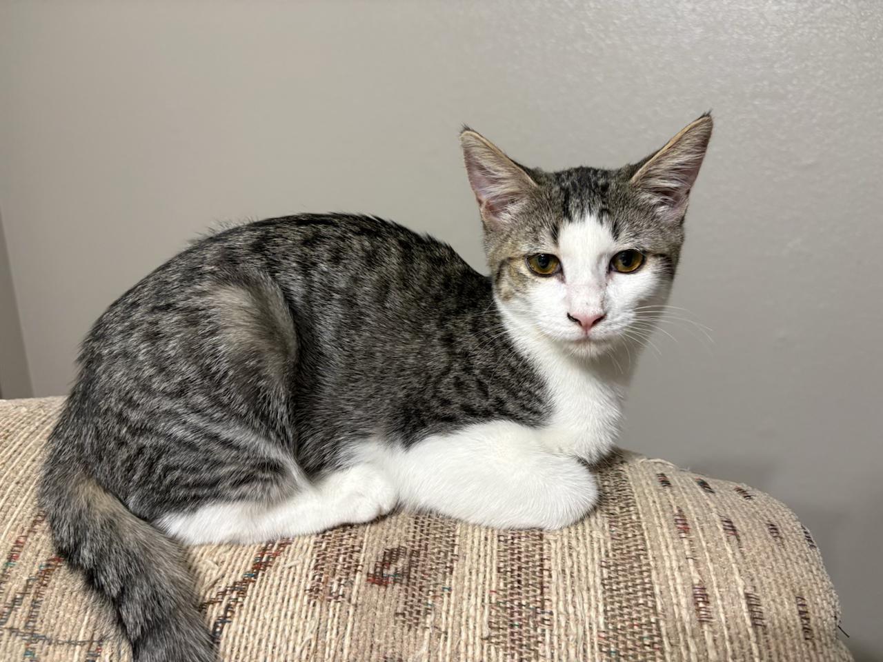 Sybil , ADOPTABLE, Kitten Female Domestic Short Hair.