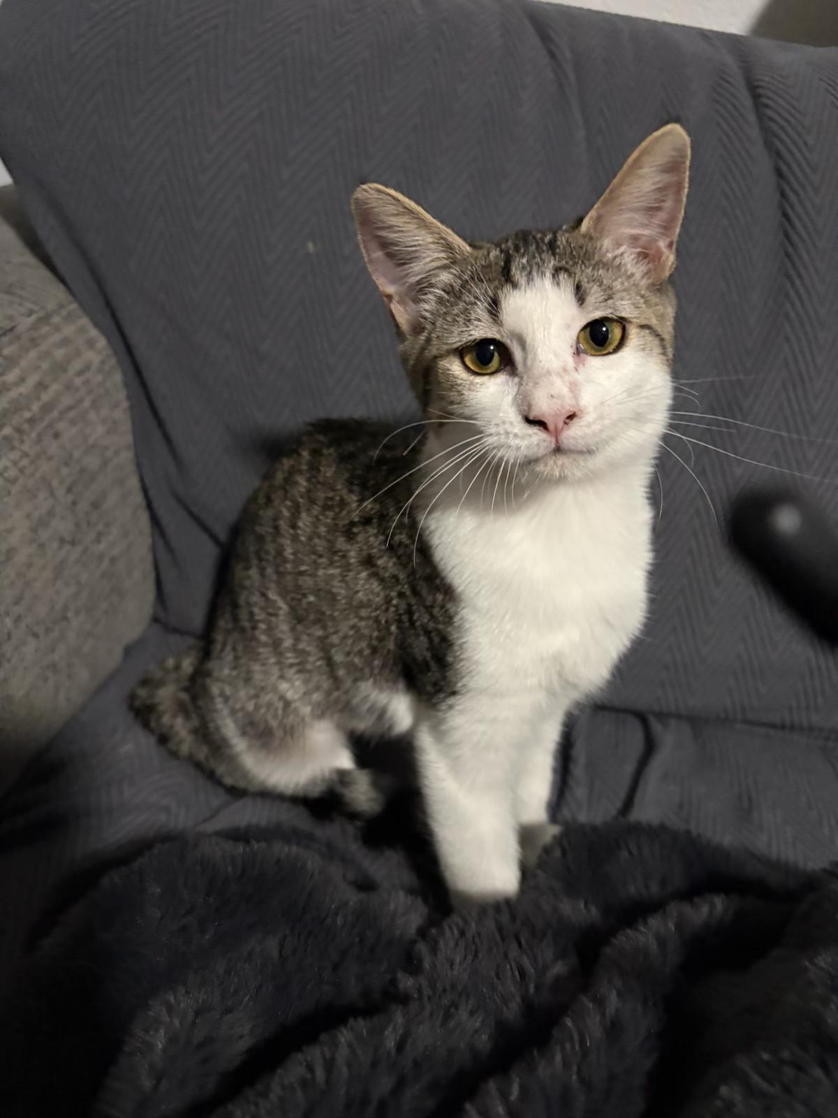 Sybil , a ADOPTABLE mixed breed in Youngtown, AZ image 4/4