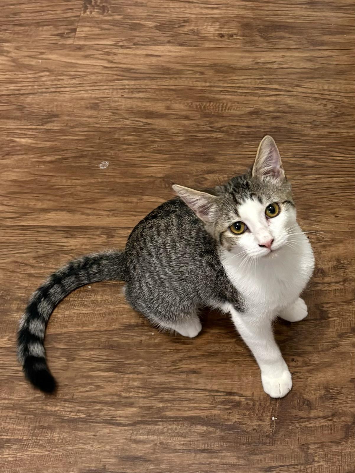 Sybil , ADOPTABLE, Kitten Female Domestic Short Hair.