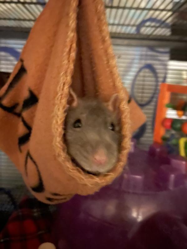 Enlarge Giggles & Black Beauty, a Adoptable Rat in Auburn, ME image 4/6