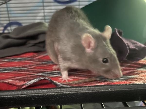 Enlarge Giggles & Black Beauty, a Adoptable Rat in Auburn, ME image 5/6