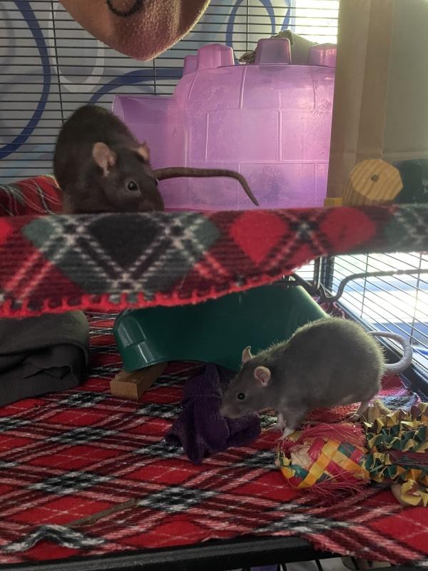 Enlarge Giggles & Black Beauty, a Adoptable Rat in Auburn, ME image 3/6