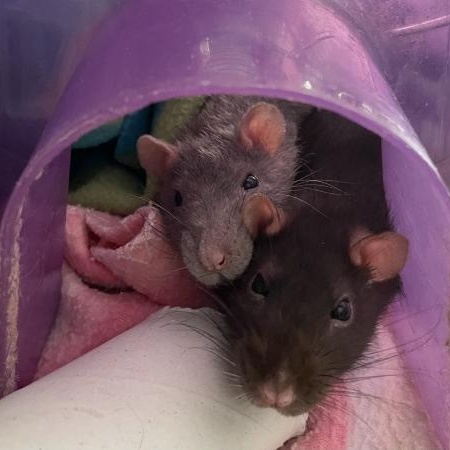Enlarge Giggles & Black Beauty, a Adoptable Rat in Auburn, ME image 1/6