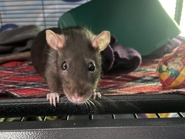 Enlarge Giggles & Black Beauty, a Adoptable Rat in Auburn, ME image 2/6